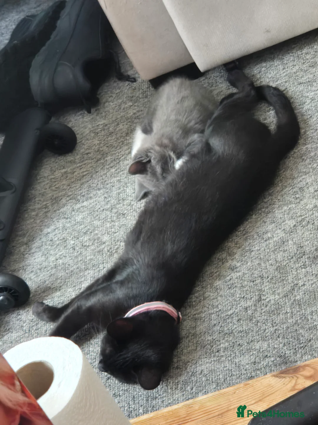 Mixed Breed cats for sale: Gray tabby male kitten - Advert 2