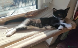 Mixed Breed cats for sale: Lovely Girl kitten  - Image 3