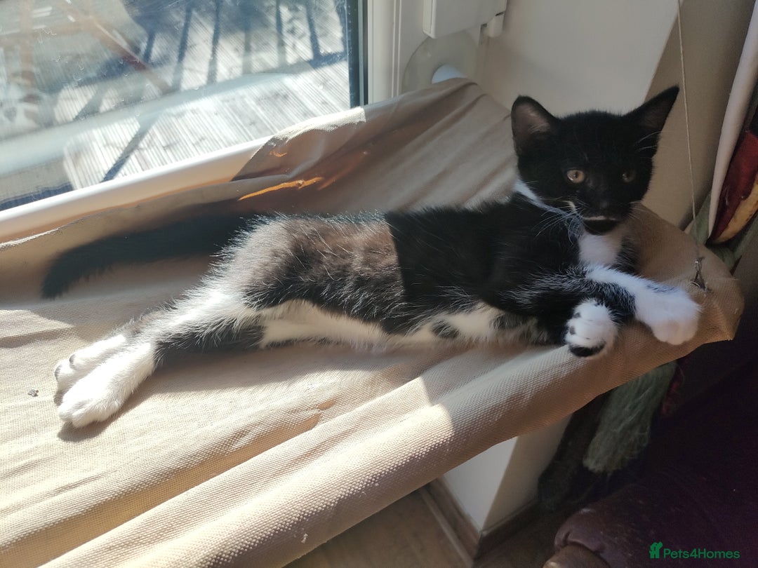 Mixed Breed cats for sale: Lovely Girl kitten  - Image 3