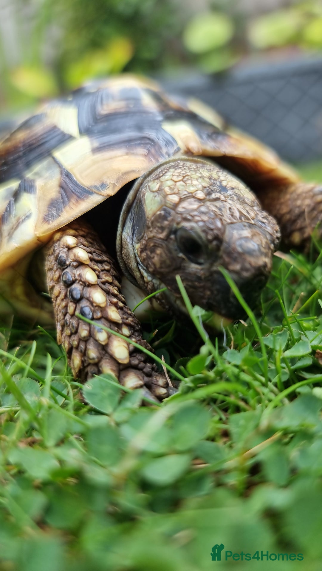 Tortoise reptiles for sale: Testudo Hermanni -tortoise for sale 7 years old - Image 15