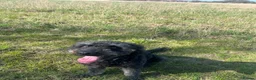 Labradoodle dogs for sale: Marley 9 years extra loving needs the perfect home - Advert 2