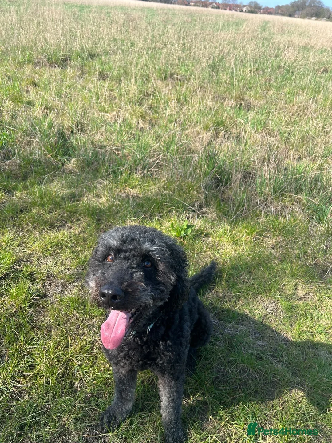 Labradoodle dogs for sale: Marley 9 years extra loving needs the perfect home - Advert 2