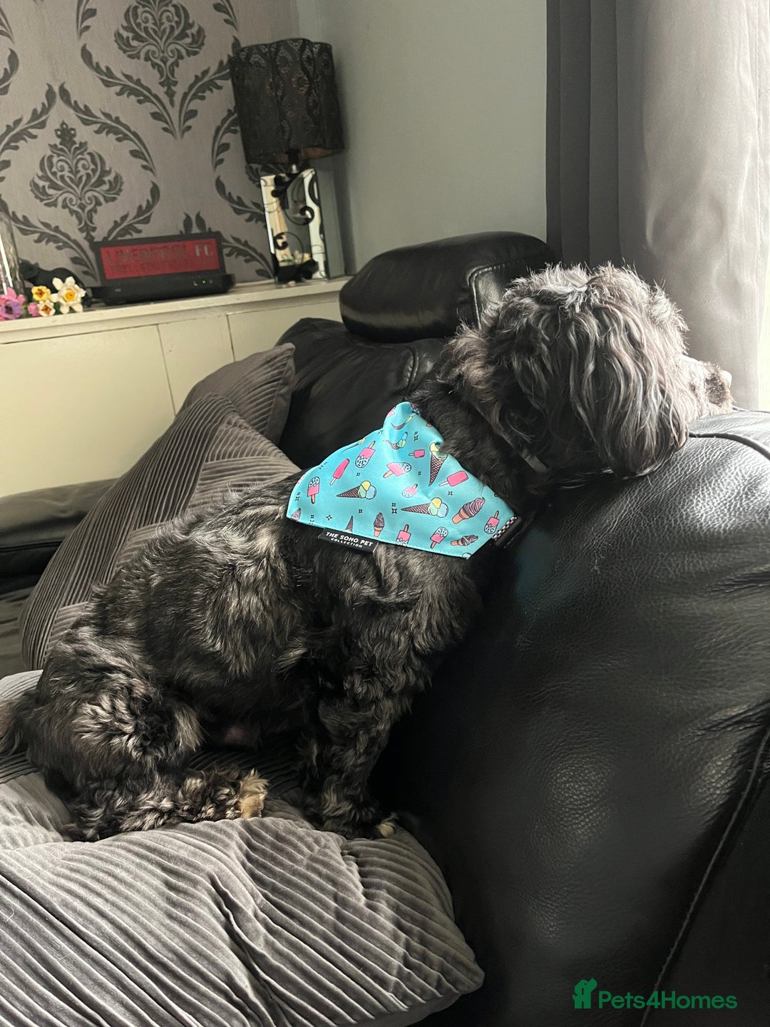 Jackapoo dogs for sale: Teddys needs a home - Advert 9