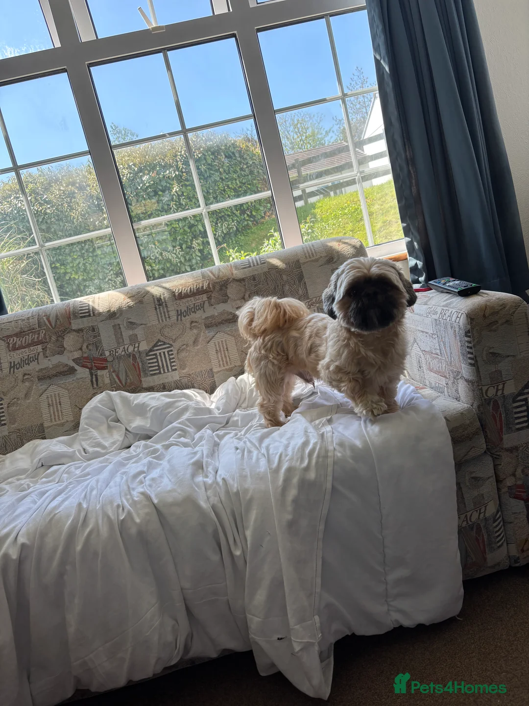 Shih Tzu dogs for stud: Male dog - Advert 4