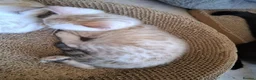 Bengal cats for sale: Mink x snow lynx bengal  - Advert 12