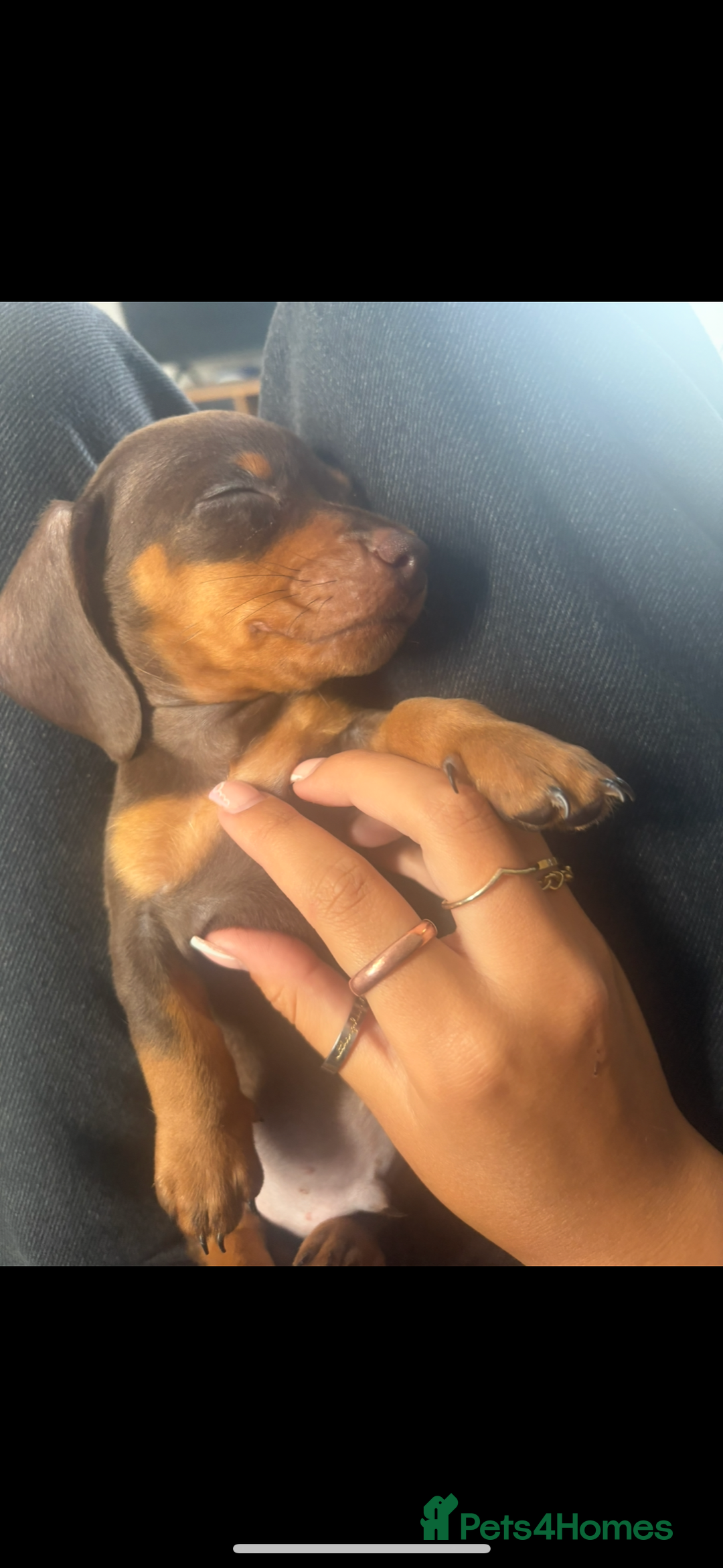 Miniature Dachshund dogs for sale: Miniature dachshund  - Image 6