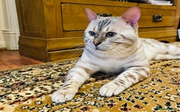 Bengal cats for stud: ✨ Snow Bengal Stud Available- TICA Active ✨  - Image 3