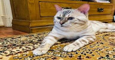 Bengal cats - Advert 6