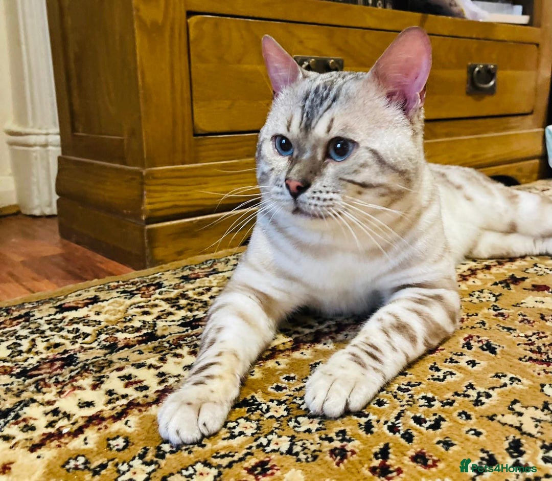 Bengal cats for stud: ✨ Snow Bengal Stud Available- TICA Active ✨  - Image 3