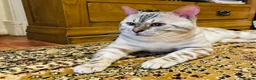 Bengal cats for stud: ✨ Snow Bengal Stud Available- TICA Active ✨  - Advert 3