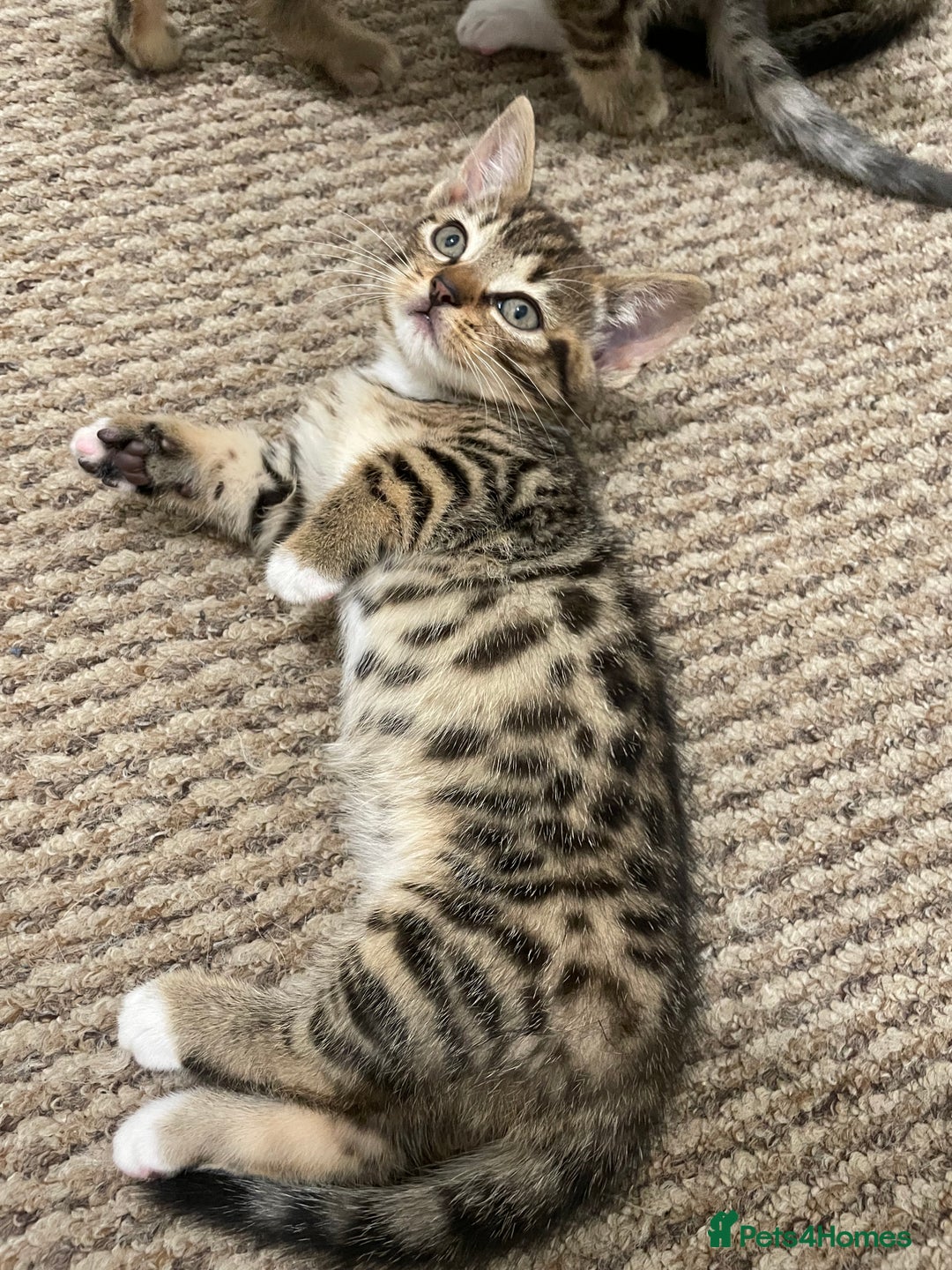 Munchkin cats for sale: Beautiful Bengal Tabby Munchkin Kittens for sale  - Advert 12