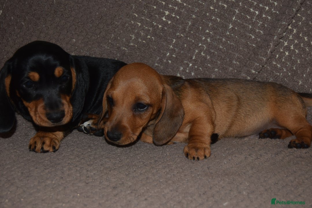 Dachshund dogs for sale: 3/4 MINIATURE SMOOTH DACHSHUND PUPPIES - Image 13