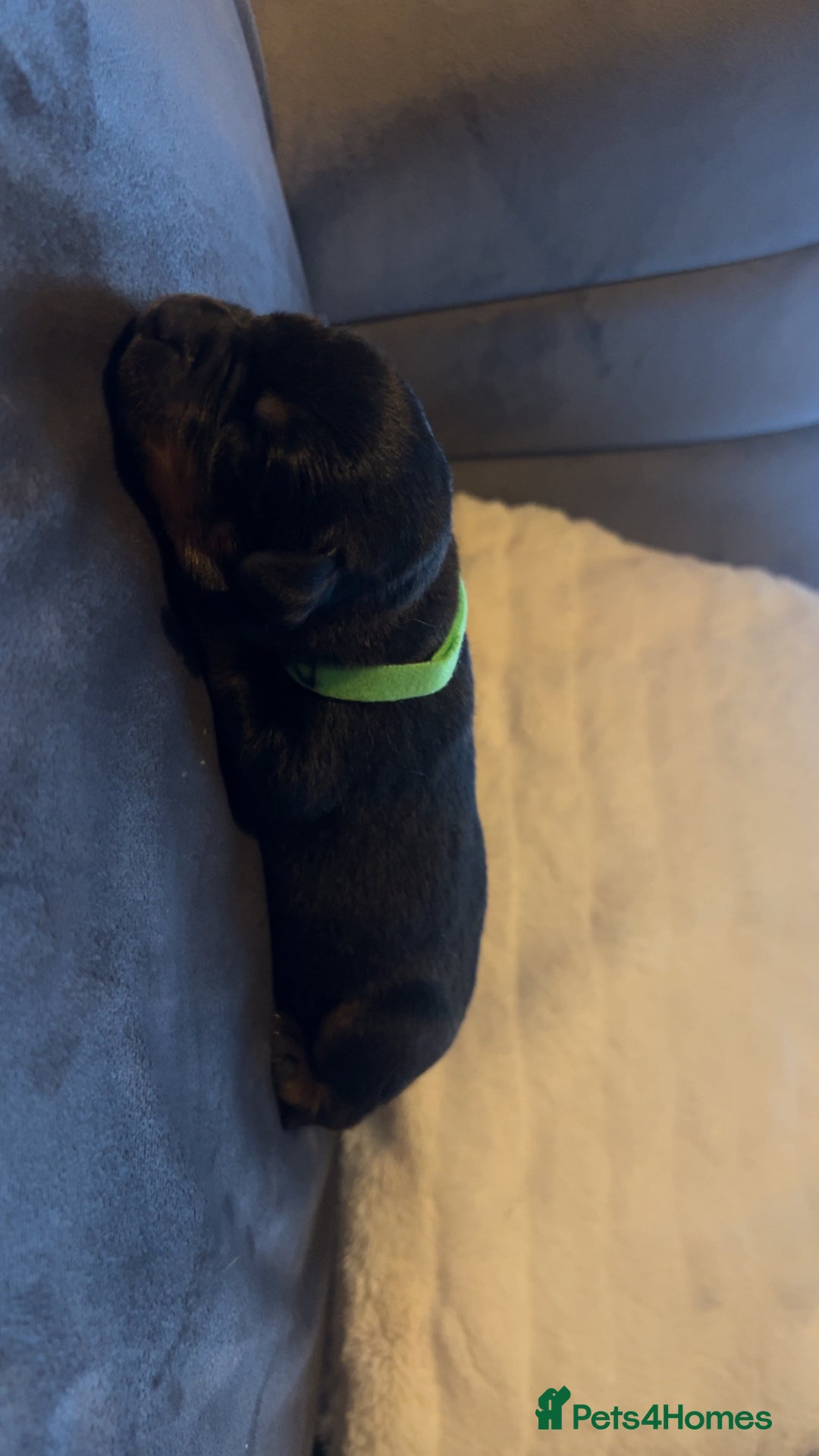 Rottweiler dogs for sale: 9 purebred Rottweiler puppies for sale - Advert 6