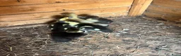 Ducks poultry for sale: Muscovy ducklings for sale - Advert 4