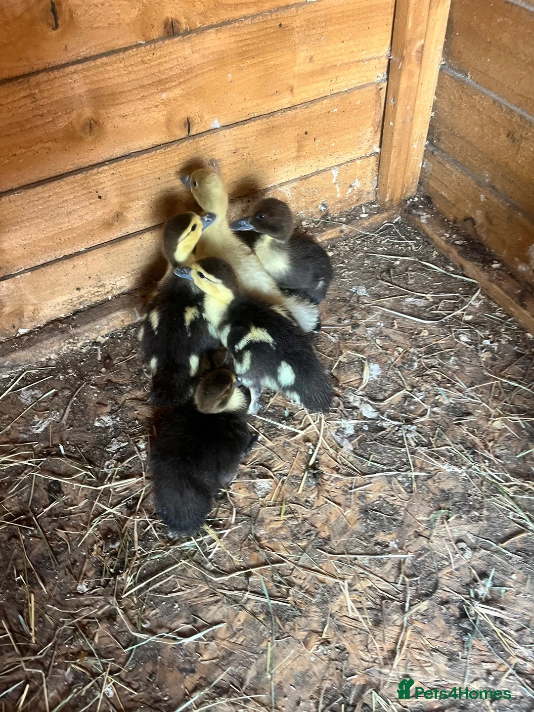 Ducks poultry for sale: Muscovy ducklings for sale - Advert 4