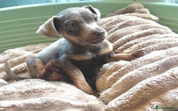 Jack Russell dogs for sale: Jack Russell Puppy 1 - Stunning much Wenlock puppy  - Image 21