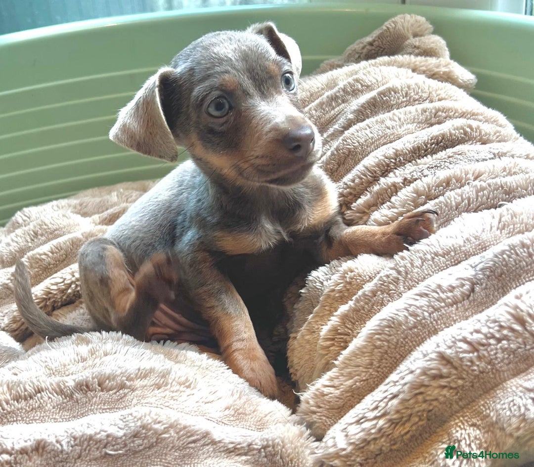Jack Russell dogs for sale: Jack Russell Puppy 1 - Stunning much Wenlock puppy  - Image 21