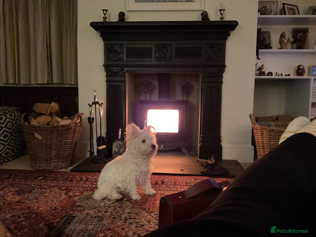 West Highland Terrier dogs for sale: Beautifully bred West Highland Terriers - Advert 20