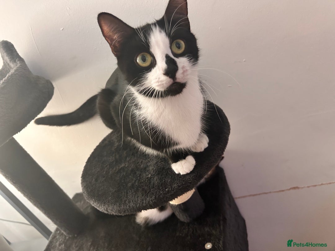 Mixed Breed cats for sale: 3 kittens for sale  - Advert 1