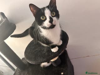 Mixed Breed cats 3 kittens for sale - Advert 8