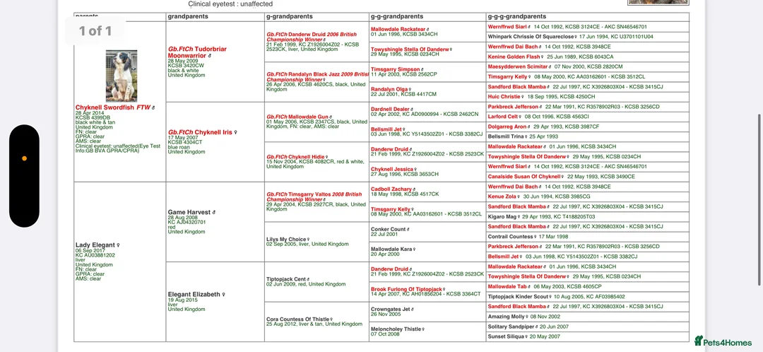 Cocker Spaniel dogs for stud: FULLY HEALTH TESTED FTW SIRED COCKER SPANIEL(STUD) in Newcastle upon Tyne - Advert 2
