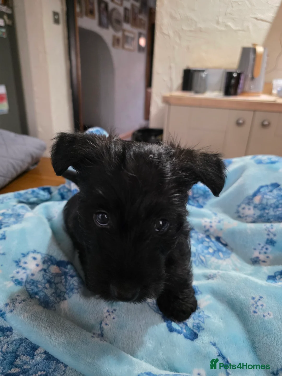 Mixed Breed dogs for sale: Scoland terrier  - Advert 8