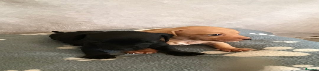 Dachshund Puppy 2