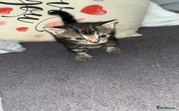 British Shorthair cats for sale: British short hair kittens  - Image 7