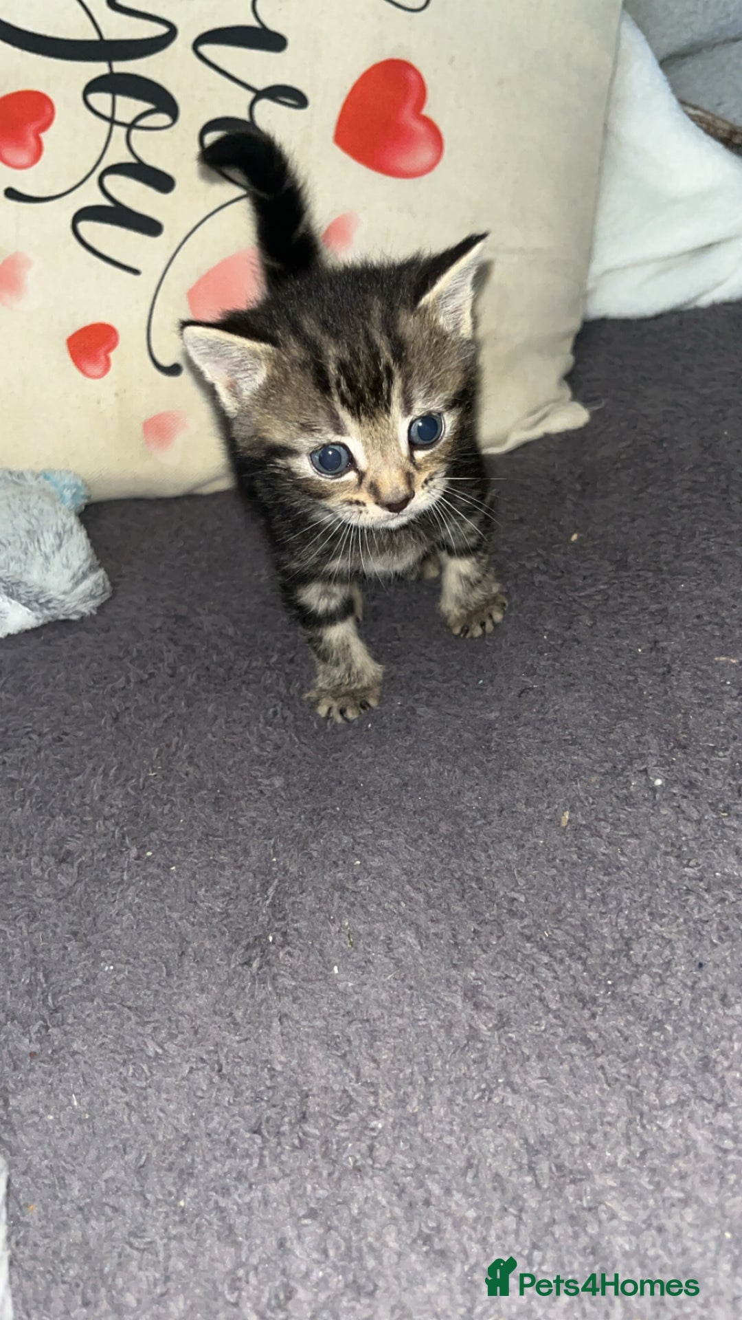 British Shorthair cats for sale: British short hair kittens  - Image 7