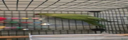 Ringnecks birds for sale: 2 x ringnecks, complete set up - Advert 2