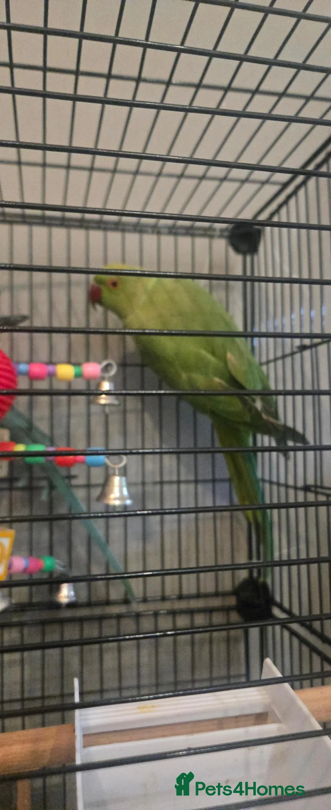 Ringnecks birds for sale: 2 x ringnecks, complete set up - Advert 2