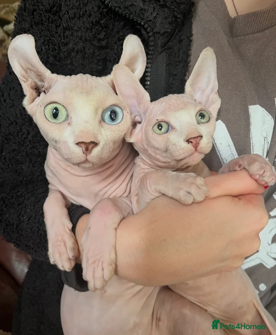Sphynx cats for sale: Beautiful Sphynx Boy 😊 - Advert 1