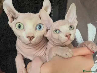 Sphynx cats Beautiful Sphynx Boy 😊 - Advert 1