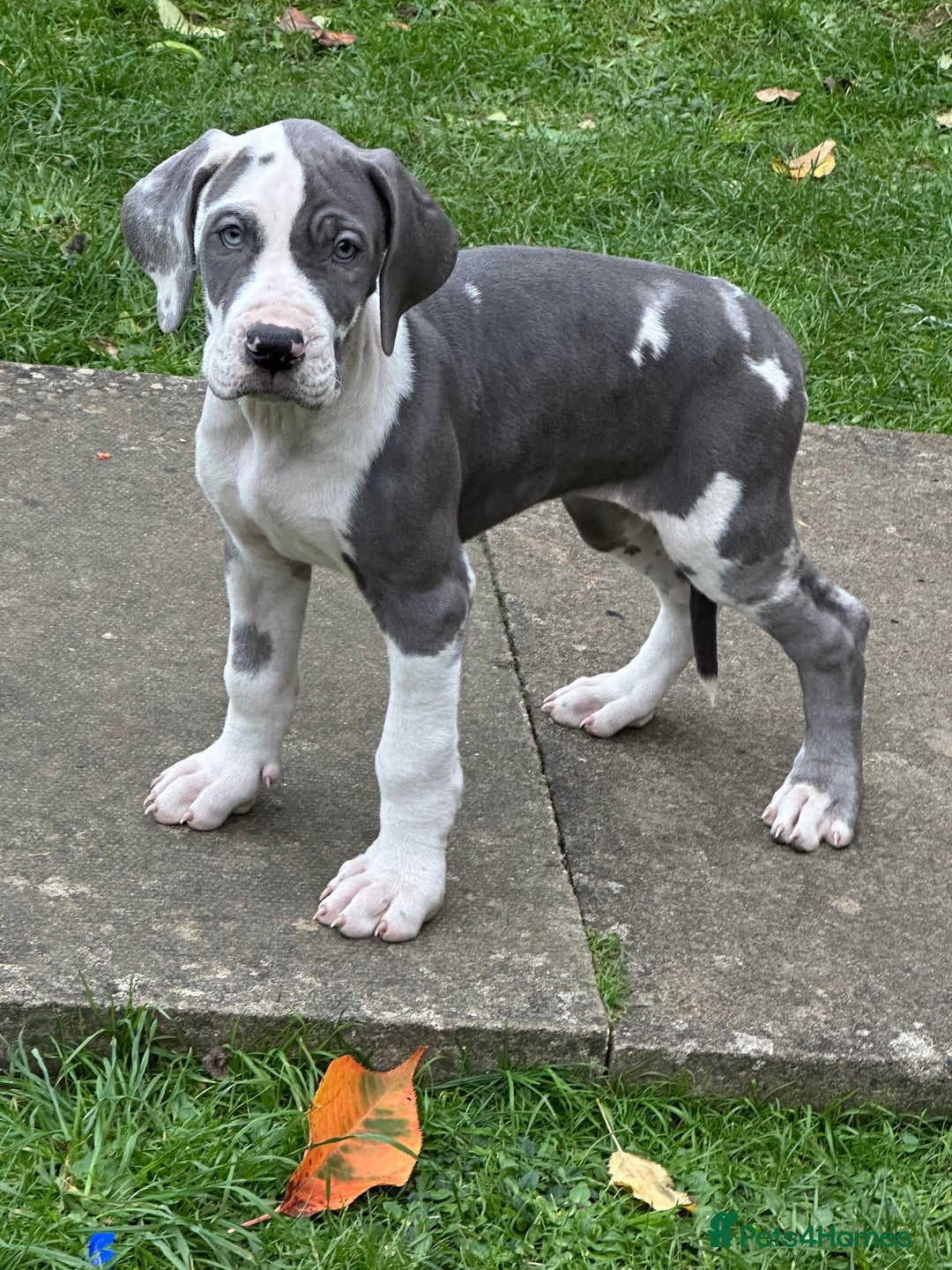 Great Dane dogs for sale: Reduced***** KC registered blue Great Dane puppies - Advert 25
