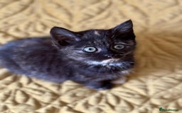 British Shorthair cats for sale: Pure British Shorthair Girls Ready Now! - Image 9