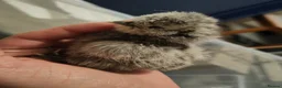 Chickens poultry for sale: USA silkie chicks/ hatching eggs CPQ quails - Advert 14