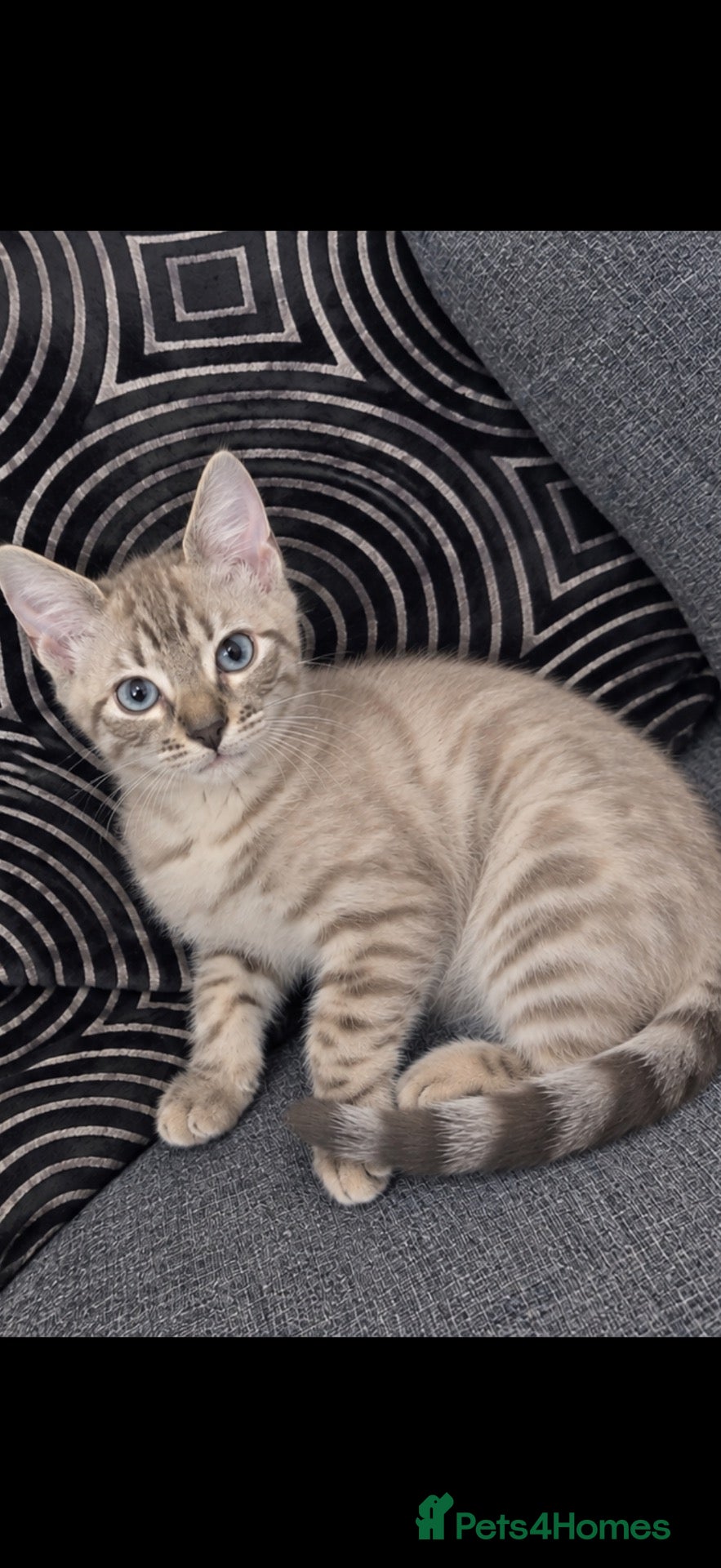 Bengal cats Bengal kittens blue eye snow and a green eye mink - Advert 11