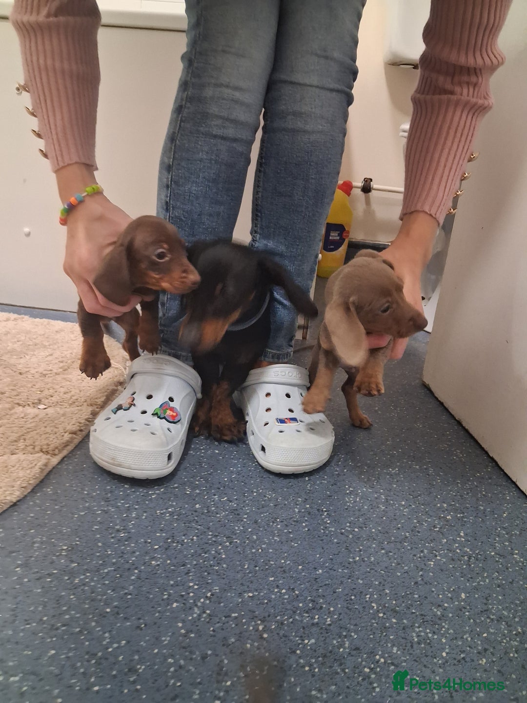 Dachshund dogs for sale: Miniature dashound - Image 2