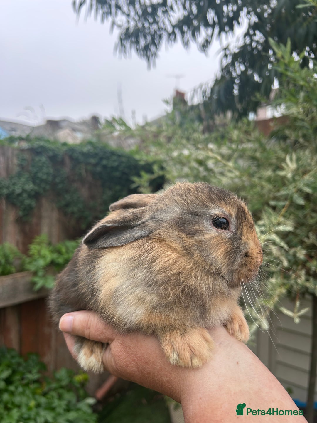 Mixed Breed rabbits for sale: Female & Male baby rabbits for sale  - Image 2
