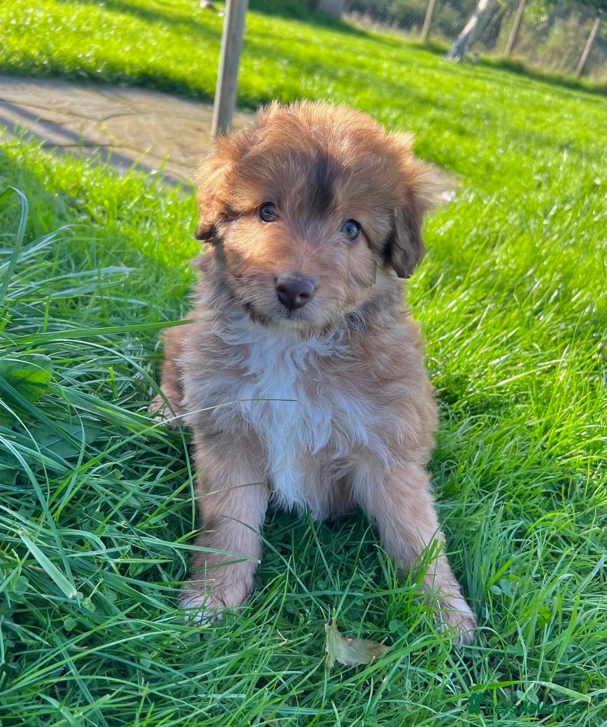 Bordoodle dogs LAST 1! OUTSTANDING SABLE BORDOODLE🧸 - Advert 2