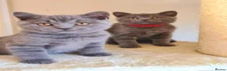 British Shorthair cats for sale: British shorthair blue kittens  - Advert 4