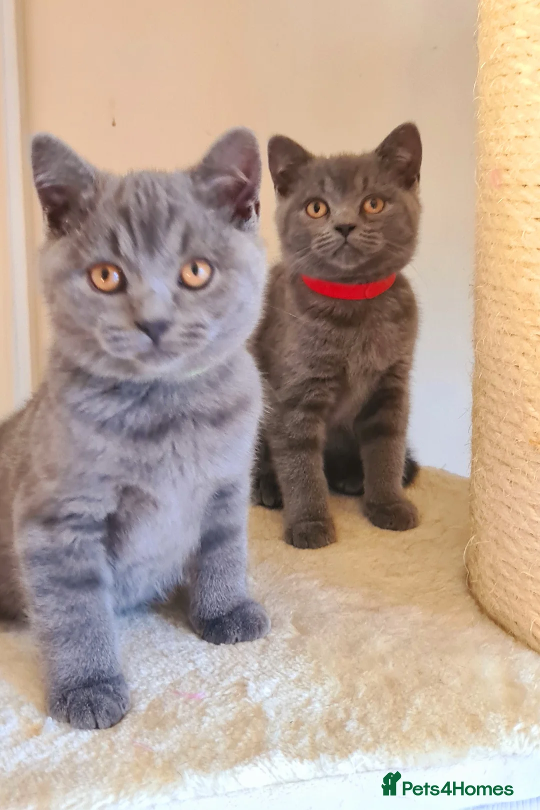 British Shorthair cats for sale: British shorthair blue kittens  - Advert 4