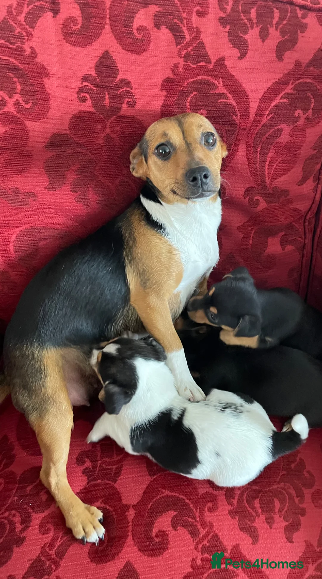 Jack Russell dogs for sale: Jack Russell  in Dorchester - Advert 2