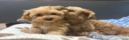 Maltipoo dogs for sale: Multipoo Puppies For Sale - Advert 5