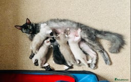 LaPerm cats for sale: Cuddly Curly LaPerm Kittens - Image 5