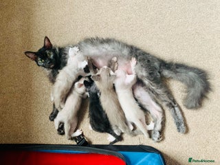 LaPerm cats - Advert 26