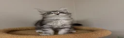 Maine Coon cats for sale: PROUDLY LICENSED, FULLY REGISTERED CATTERY!!  - Advert 3