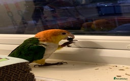 Parrots birds for sale: Caique  - Image 3