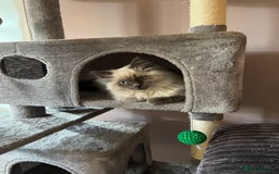 Ragdoll cats for sale: Beautiful blue point Ragdoll - Image 6
