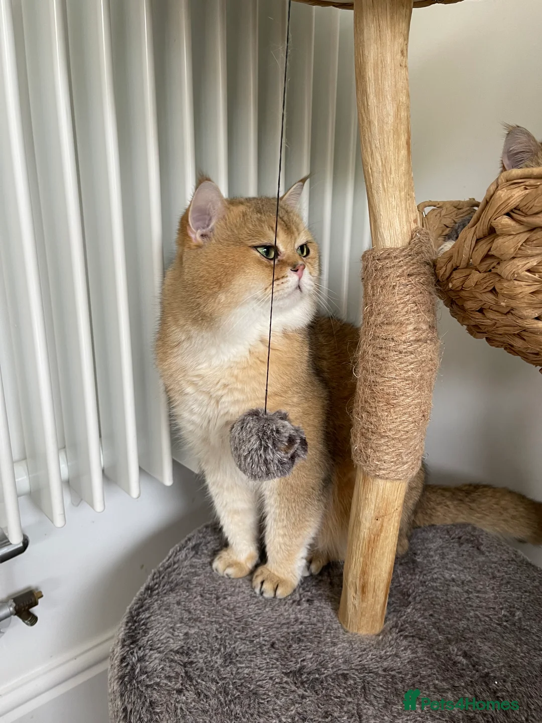 Scottish Fold cats for stud: NY11 GOLDEN CHINCHILLA SCOTTISH FOLD MALE FOR STUD - Advert 6